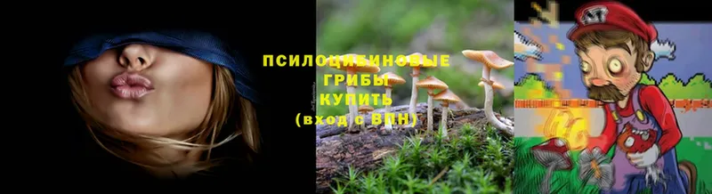 Псилоцибиновые грибы Cubensis  Белебей 